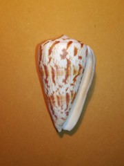 Conus caracteristicus