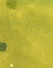 Platycephalidae