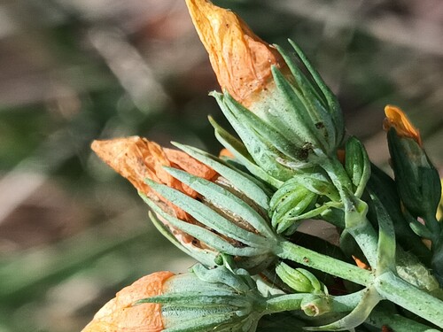 Yellow-wort