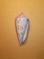 Conus cinereus