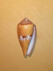 Conus coccineus