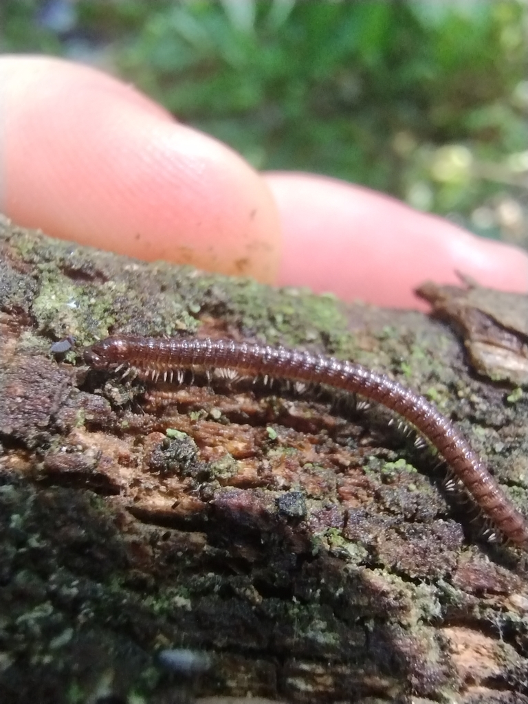 Dorypetalinae