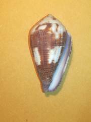 Conus coffeae