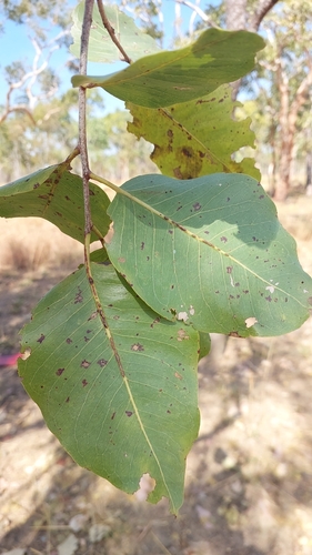 Corymbia grandifolia, 2025-07-27