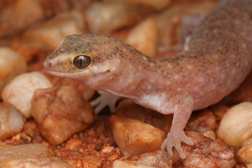 Desert Fat-tailed Gecko, Diplodactylus laevis