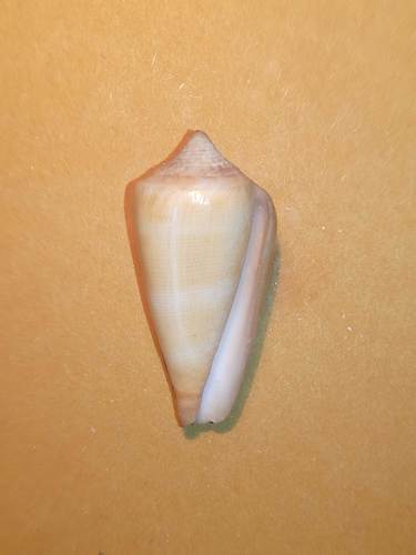 Conus lignarius observed 2019-10-16