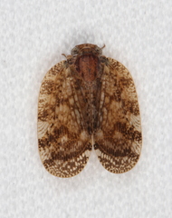 Aprivesa