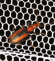 Drypta australis