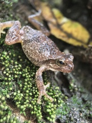Hyla japonica