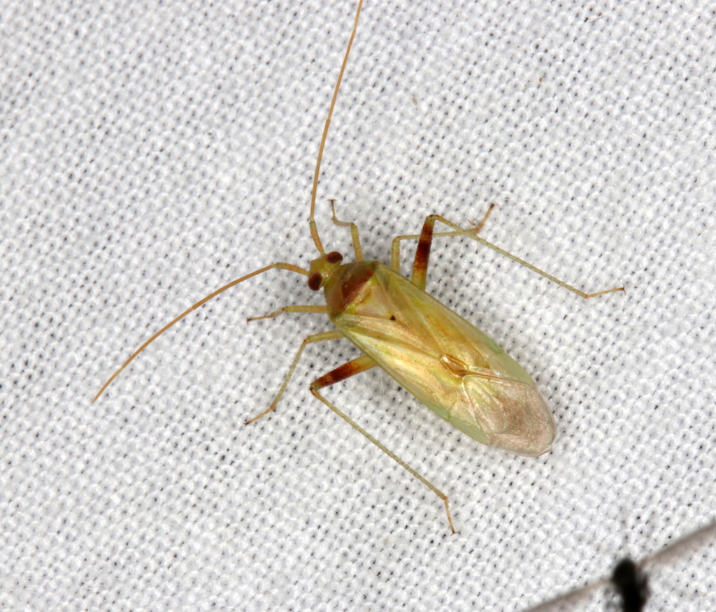 Creontiades dilutus from Bull Hill, Tinonee NSW 2430, Australia on ...