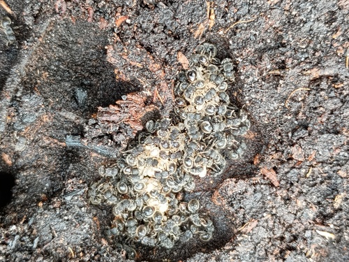 Meranoplus barrettiMeranoplus barretti