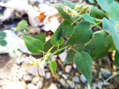 Bastardiastrum cinctum