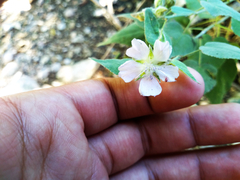 Bastardiastrum cinctum