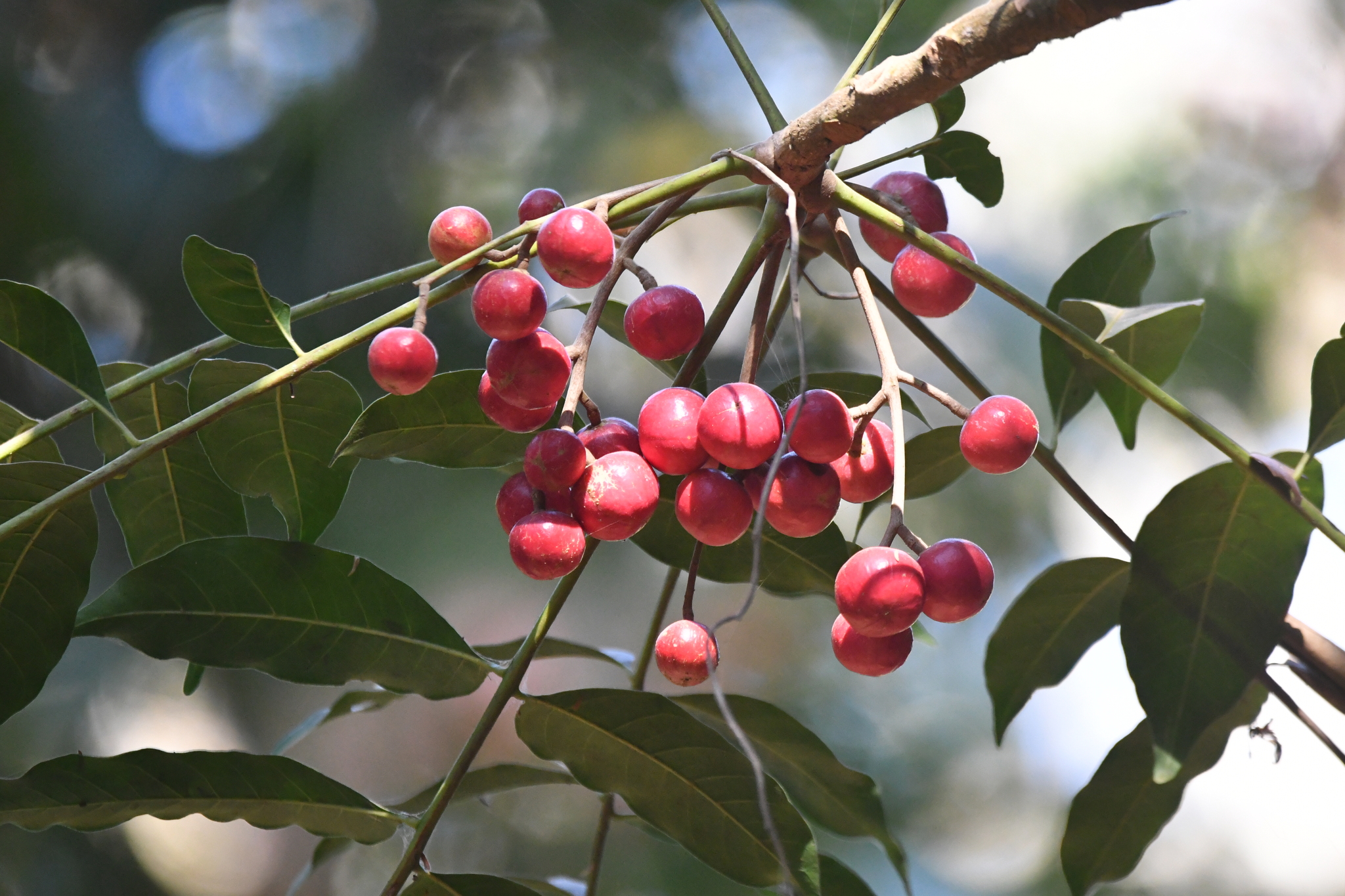 Cabralea canjerana