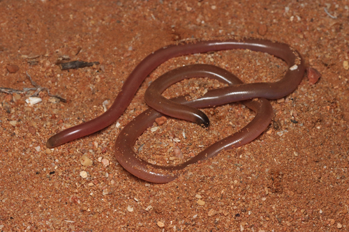 Long-beaked Blind Snake