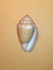 Conus dorreensis