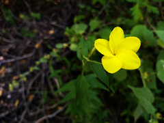 Haplophyton crooksii