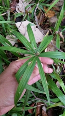 Cyperus albostriatus