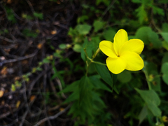 Haplophyton crooksii