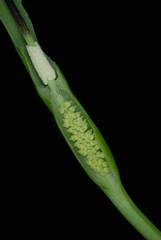 Pinellia ternata