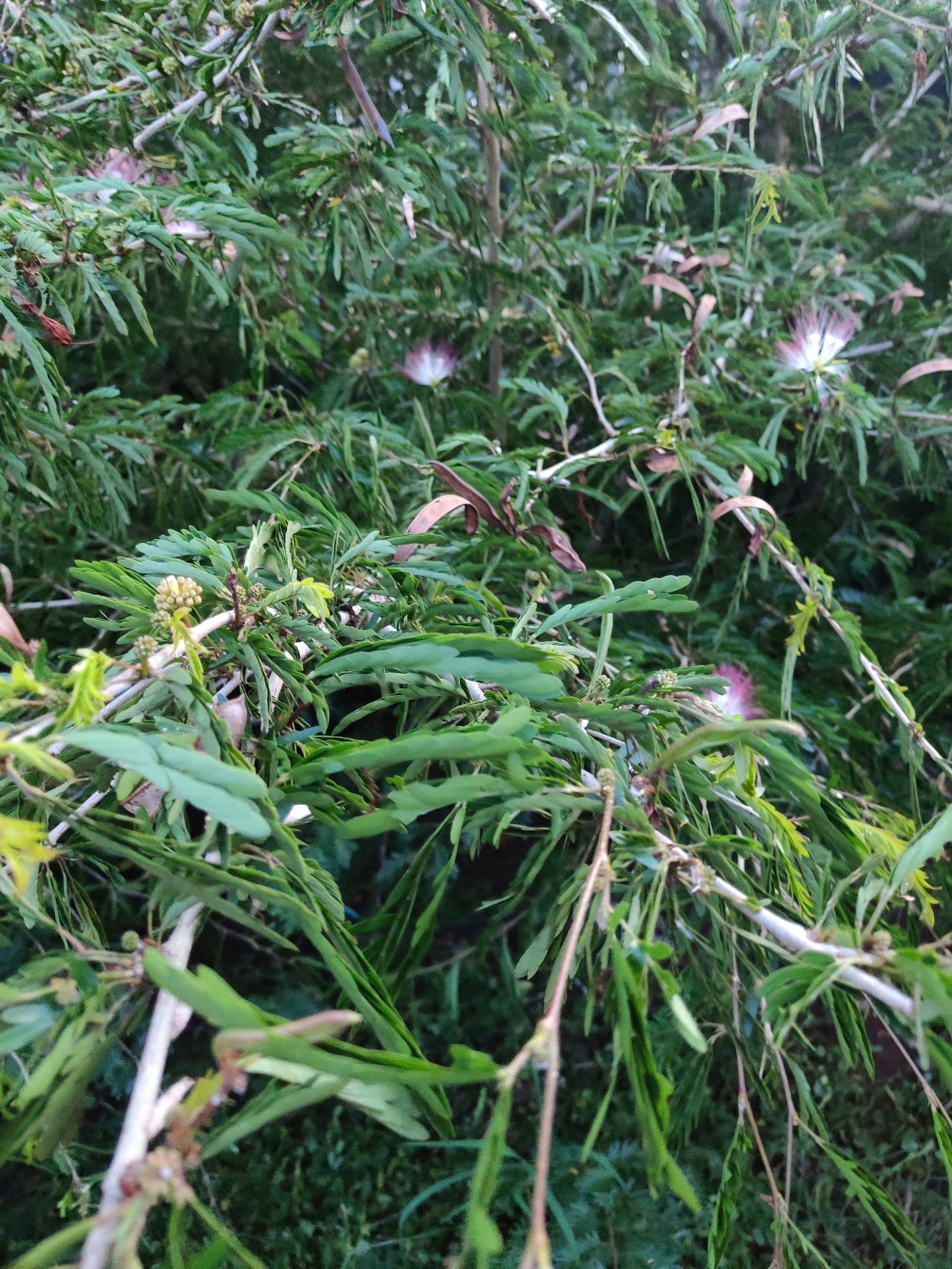 Kiều hùng Suriname — ảnh 3