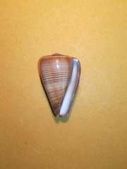 Conus figulinus