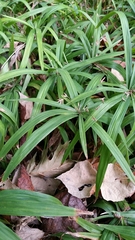 Cyperus albostriatus