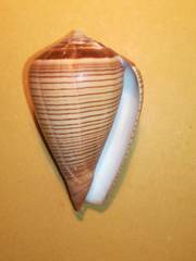 Conus figulinus