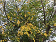 Melia azedarach