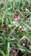 Cyperus albostriatus