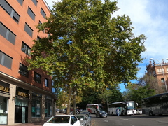 Platanus × hispanica