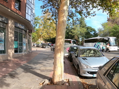 Platanus × hispanica