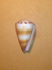 Conus flavidus