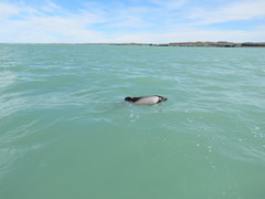 Cephalorhynchus commersonii