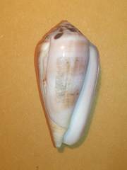 Conus fulmen