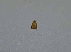 Coelostathma discopunctana