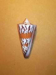 Conus generalis