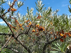 Hippophae rhamnoides