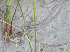 Liolaemus wiegmannii