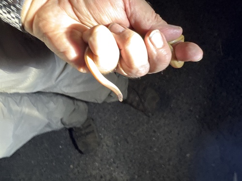 Plains Black-headed Snake