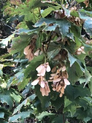 Acer pseudoplatanus