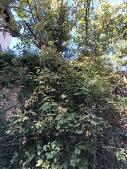 Acer pseudoplatanus