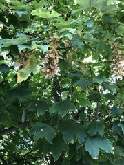 Acer pseudoplatanus