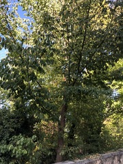 Ulmus minor