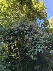 Clematis vitalba