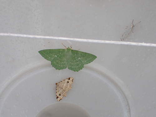 Large Emerald, Schiermonnikoog, Niederlande, photo 5 of 10
