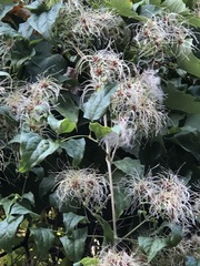 Clematis vitalba