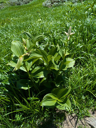 Veratrum stamineum, photograph 6