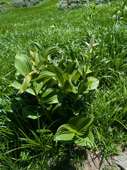 Veratrum stamineum, photograph (c) Timur Kalininsky, some rights reserved (CC BY)