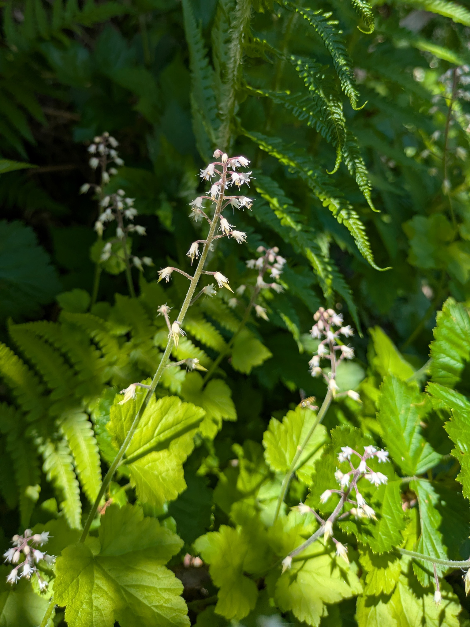 Asian Foamflower (Tiarella polyphylla)